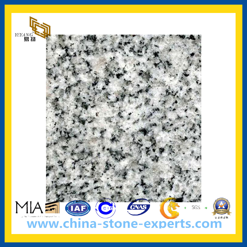 Bella White Bacuo Jinjiang Granite Slabes for Kitchen Countertop (YQZ-GS)